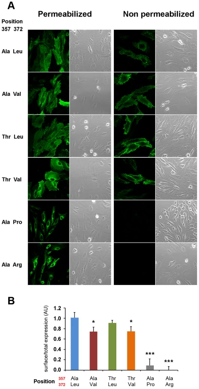 Val372 shows reduced membrane surface expression.