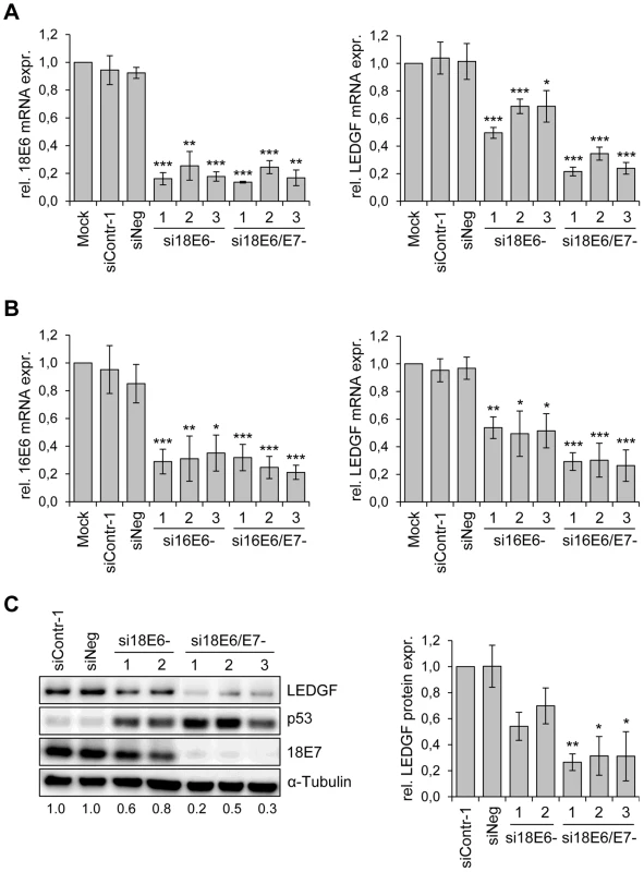 HPV oncogene silencing represses <i>LEDGF</i> expression.