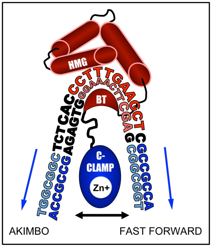 DNA bending by the HMG domain could explain preferential binding for AK6 and FF0 configurations.