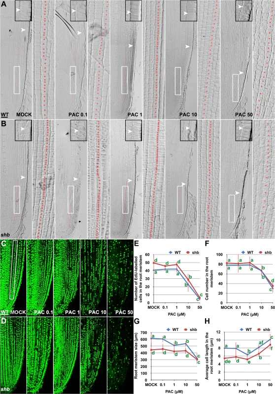 PAC has a dose-dependent effect on cell elongation and proliferation in the root meristem.