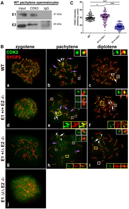 E1 and E2 associate with CDK2 and are crucial for its proper localization during male meiotic prophase I.