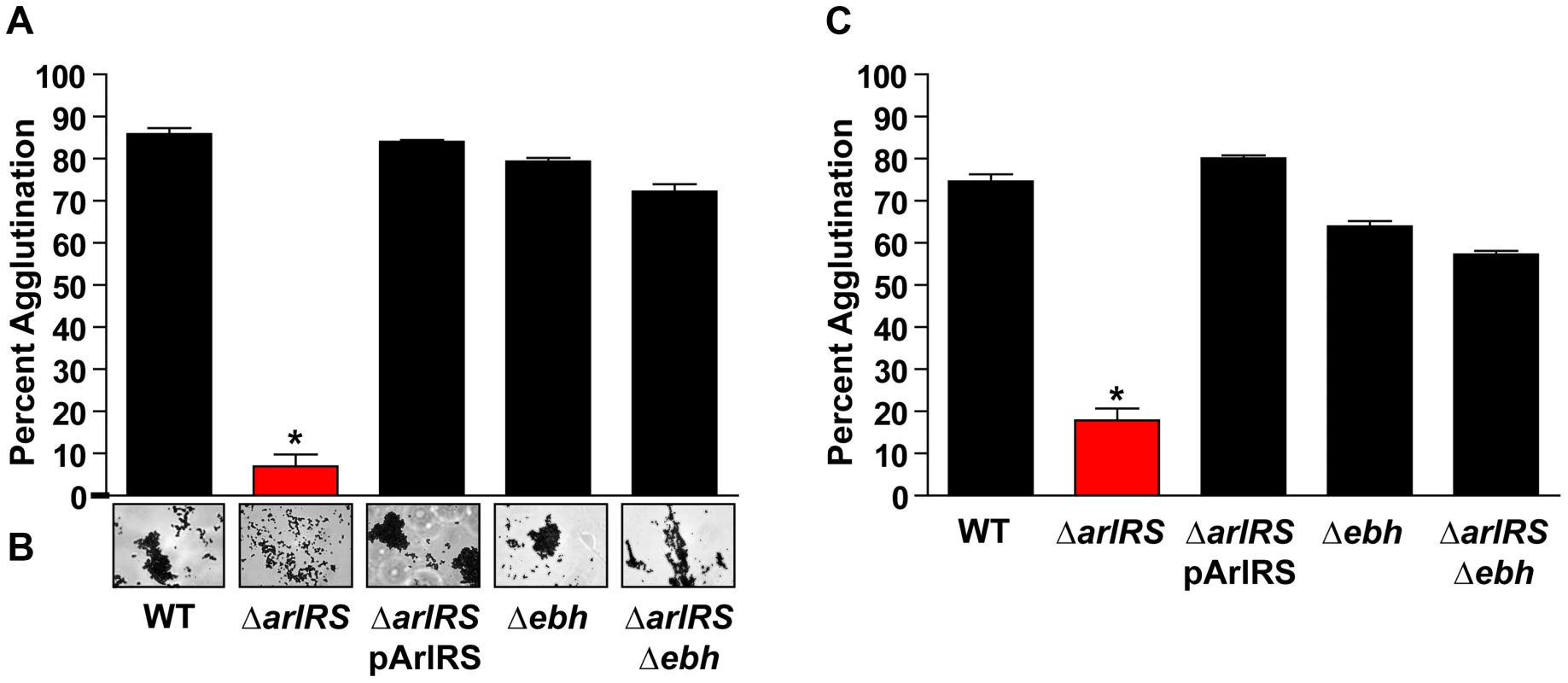 Inactivation of <i>ebh</i> restores the agglutination phenotype of an <i>arlRS</i> mutant.