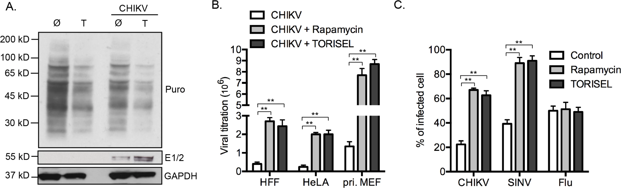 Enhanced protein translation during mTORC1 inhibition is specific for viral proteins.