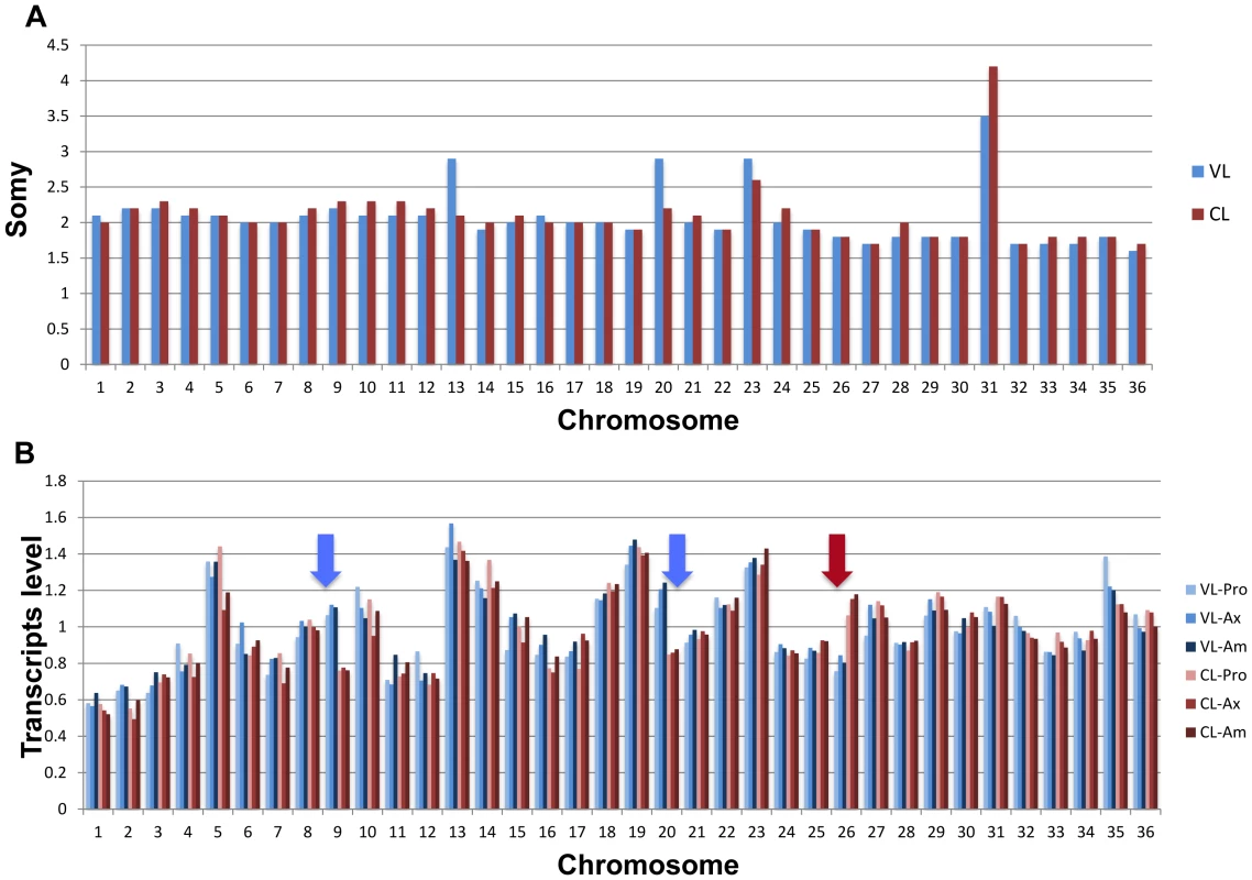 Chromosome copy number comparison between the VL-SL and CL-SL strains (Panel A).
