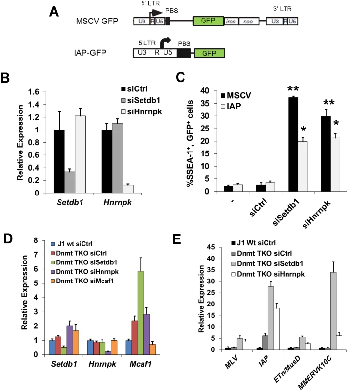 siRNA knockdown of hnRNP K results in de-repression of proviral reporters and ERVs.