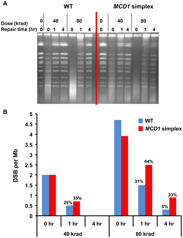 DSBs are repaired slowly in <i>MCD1</i> simplex as compared to WT cells.
