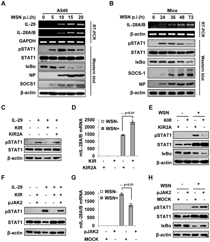 Suppression of cytokine signaling by SOCS-1 contributes to overproduction of IFN-λ in mice.
