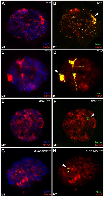 Defects in omega speckles in <i>ISWI</i> mutant cells are dependent on the presence of the hsrω ncRNA.