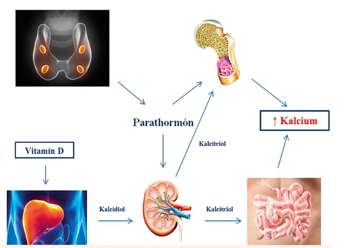 Regulácia metabolizmu kalcia.
Fig. 3. Regulation of calcium metabolism.