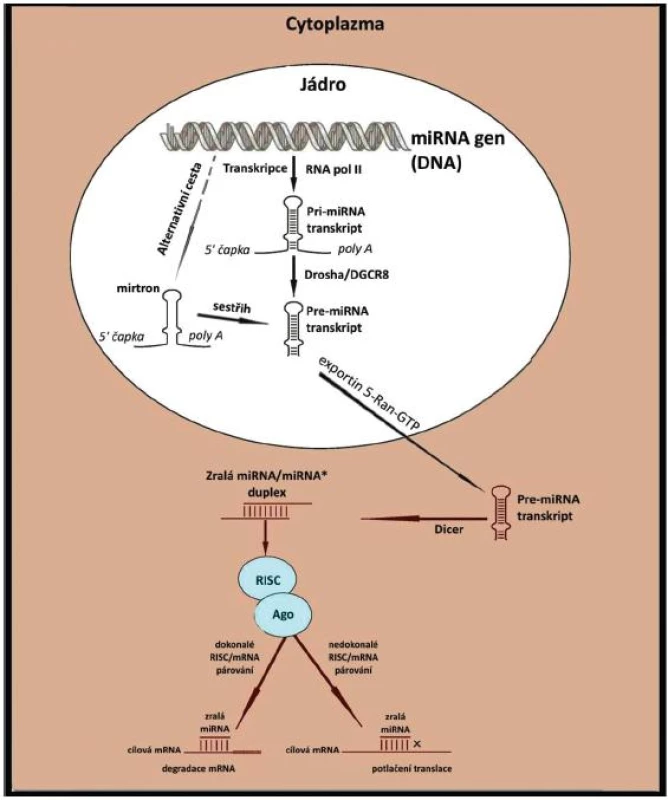 Schéma biogeneze miRNA (upraveno dle Furer et al. (10))
