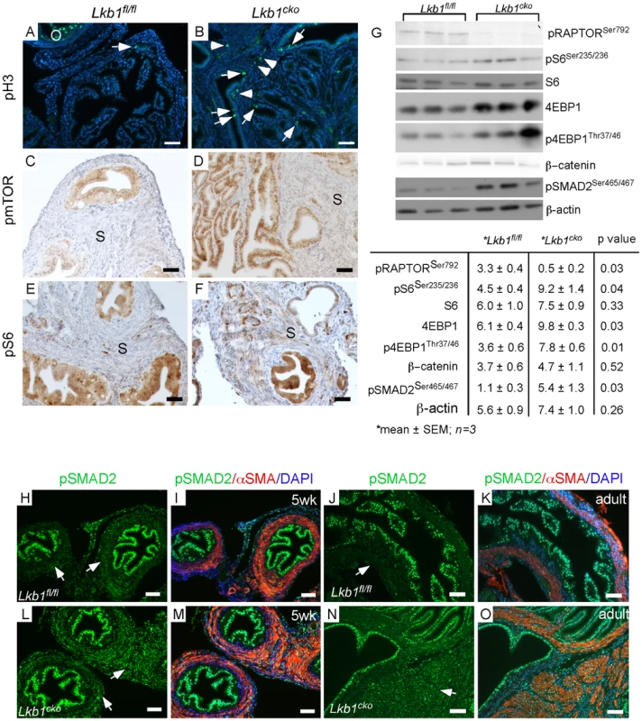 Activation of mTORC1 and TGFβ signaling in the stromal compartment of mutant oviducts.