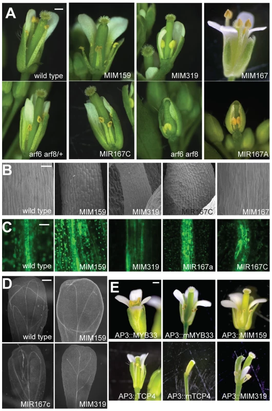 Effects of miR159, miR167, and miR319 on flower morphology.