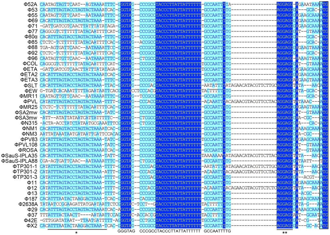Sequence analysis of 5′-UTR of <i>int</i> in 42 <i>S. aureus</i> prophages.