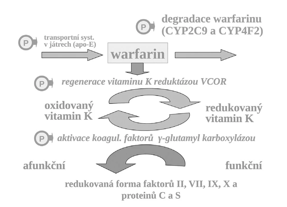 Aktivace koagulačních faktorů vitaminem K, místo blokády reduktázy vitamin K (VKOR) warfarinem, transport vitaminu K a warfarinu v játrech a biodegradace izoenzymy CYP – místa s polymorfismy ovlivňujícími účinek warfarinu označena „P“