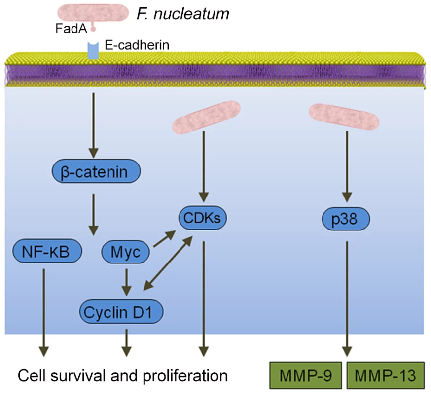 Interactions between <i>F. nucleatum</i> and epithelial cells that could produce an oncogenic phenotype.