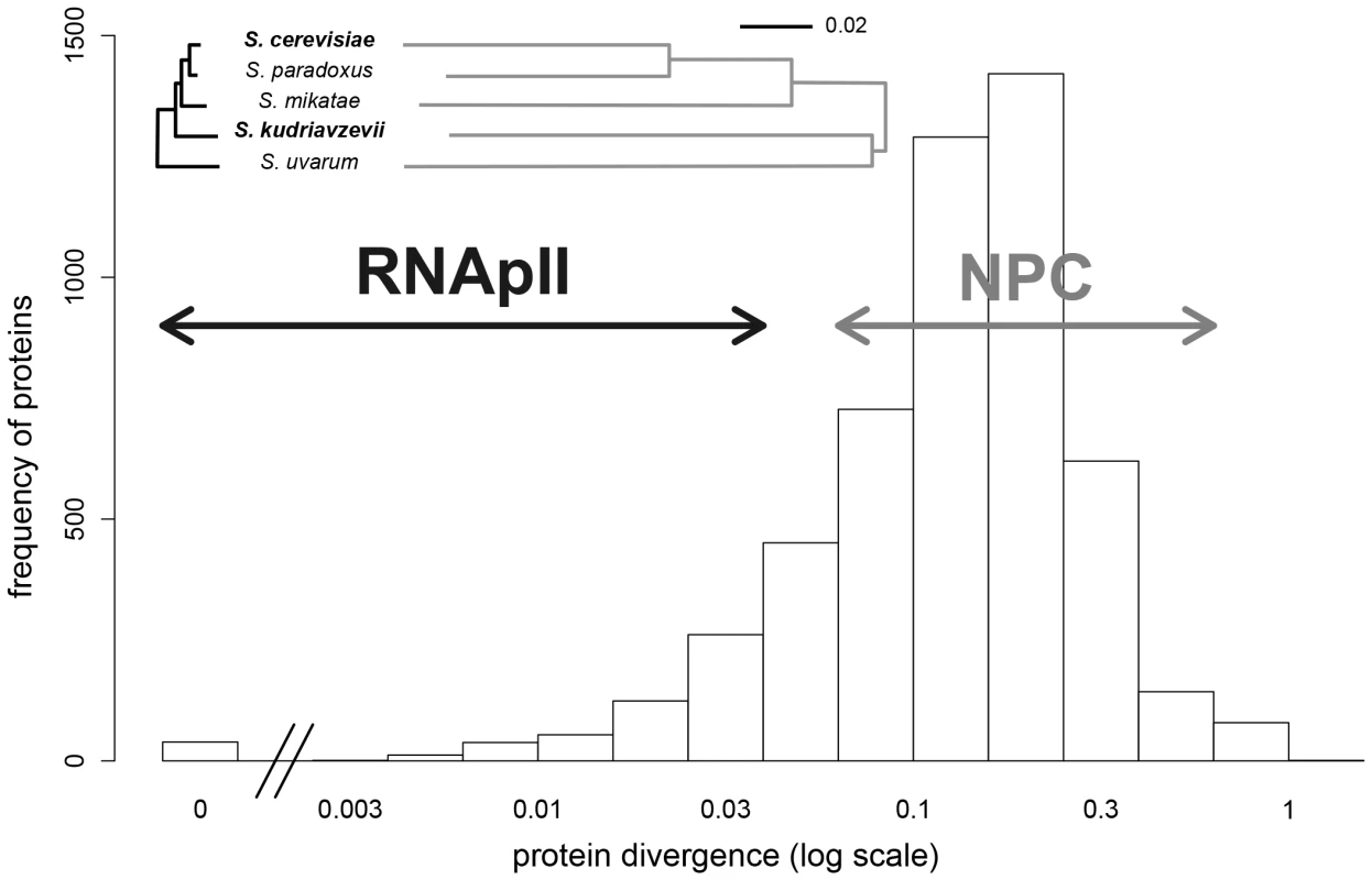 Protein divergence in the RNApII (black) and the NPC (grey) in the <i>Saccharomyces sensu stricto</i> group.