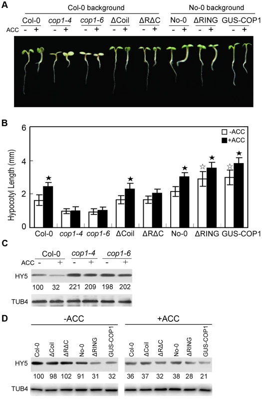 COP1 is required for ethylene-promoted hypocotyl growth.