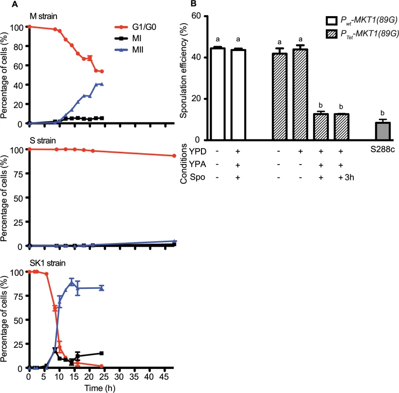 Conditional expression of <i>MKT1(89G)</i> during the early phase in sporulation affects the sporulation efficiency.