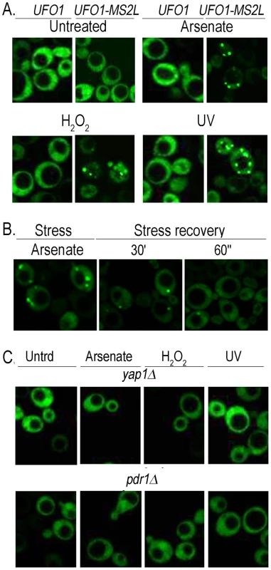Stress-induced granules appear only in <i>UFO1-MS2L</i> stressed cells.