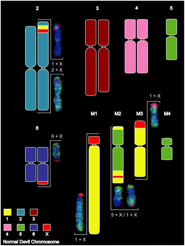 Summary of chromosome painting results for DFTD Strain 1.