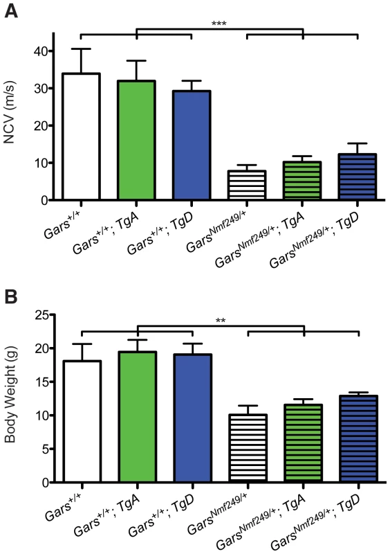 Wild-type over-expression does not improve motor nerve conduction and body weight in <i>Nmf249/+</i> mice.