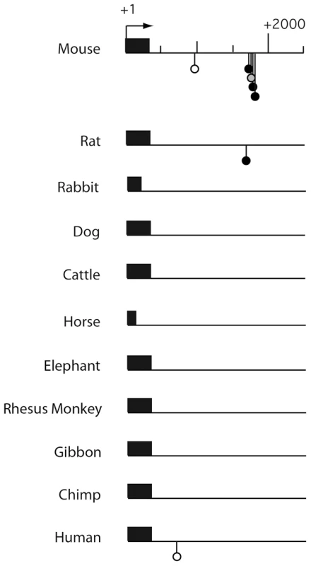 Comparative Consite analysis of <i>Rbl2</i> sequences from 11 mammalian species.