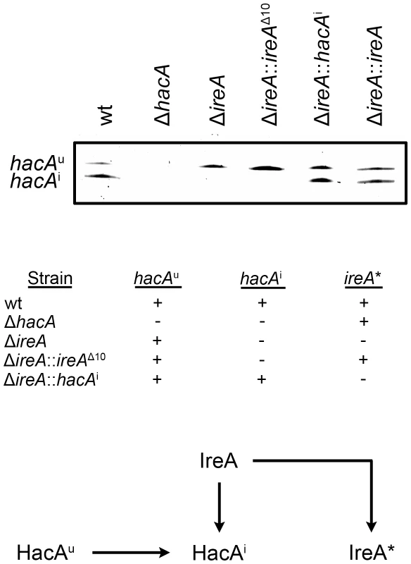 Analysis of <i>hacA</i> mRNA splicing in <i>hacA</i> and <i>ireA</i>-deficient mutants.