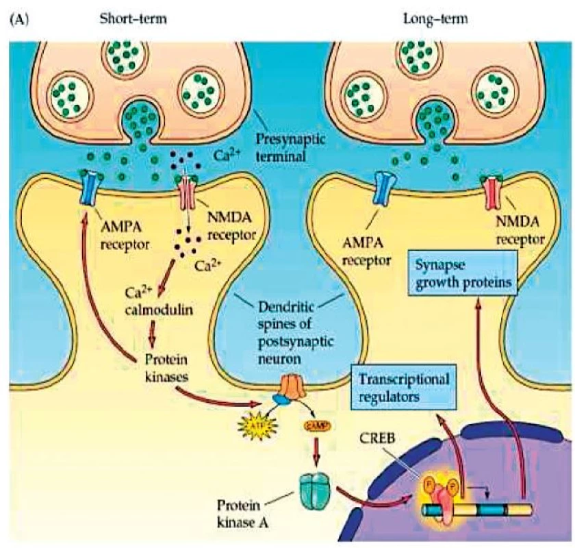Externalizace AMPA receptorů a růst nové synapse.
(Převzato Purves, D. et al., Neuroscience 4ed 2014.)