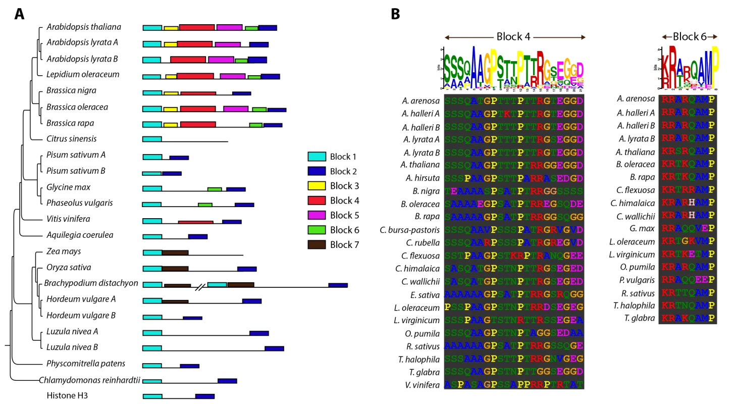 Identification of sequence motifs in plant CENH3 N-terminal tails.