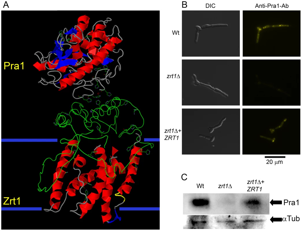 Zrt1 is required for reassociation of soluble Pra1 to the fungal cell.