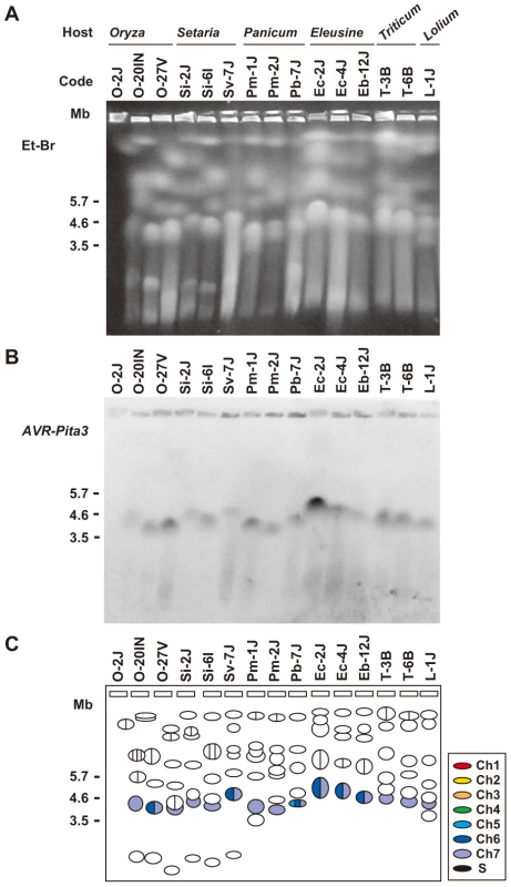CHEF-Southern analyses of chromosomal locations of <i>AVR-Pita3</i> in representative isolates of <i>P. oryzae</i>.