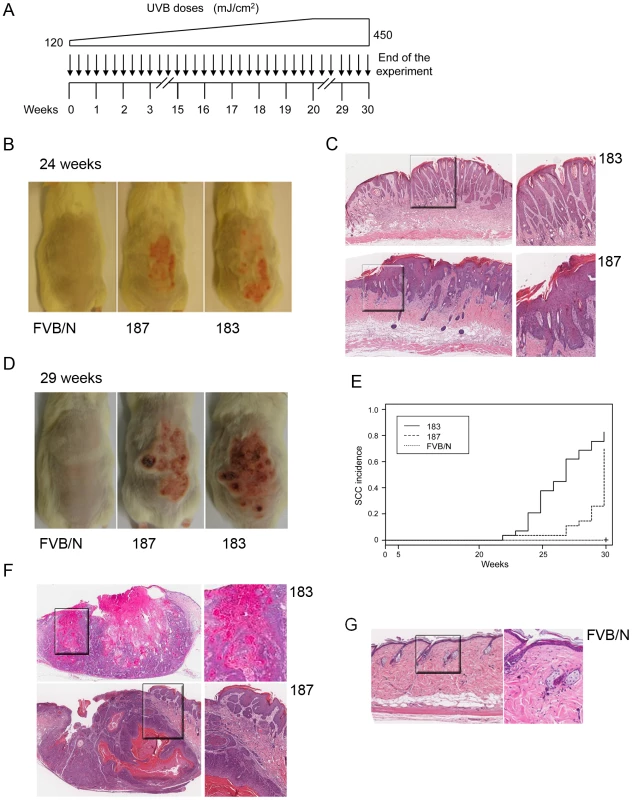 Tumour burden in wild-type and K14 HPV38 E6/E7-Tg animals upon UVB irradiation.