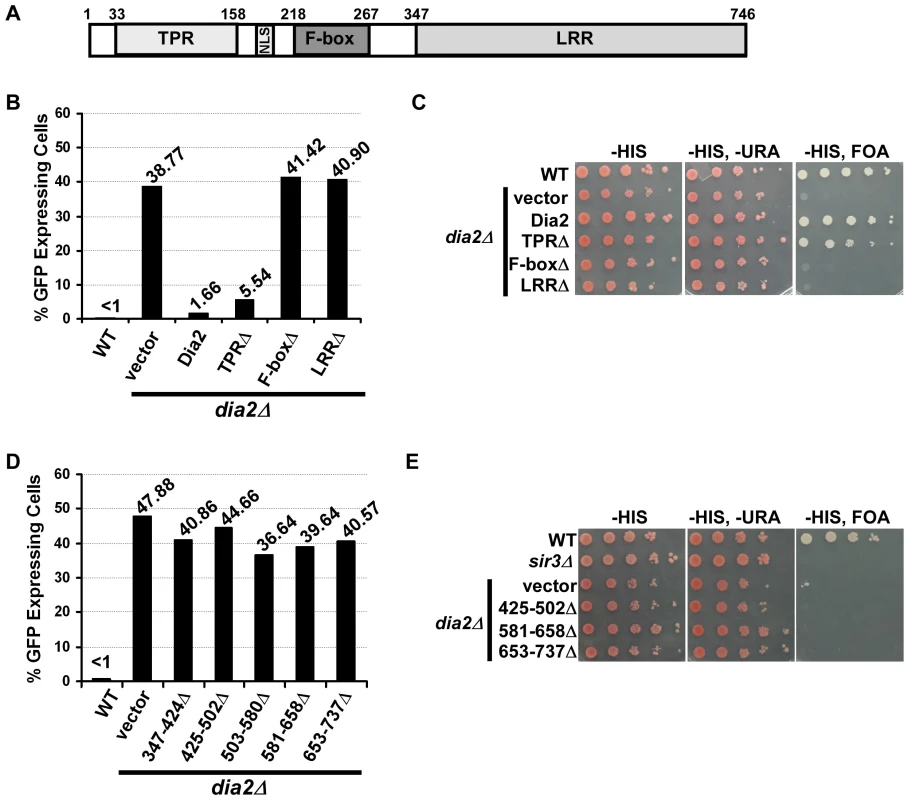 Dia2's F-box and LRR domains are indispensable for transcriptional silencing.