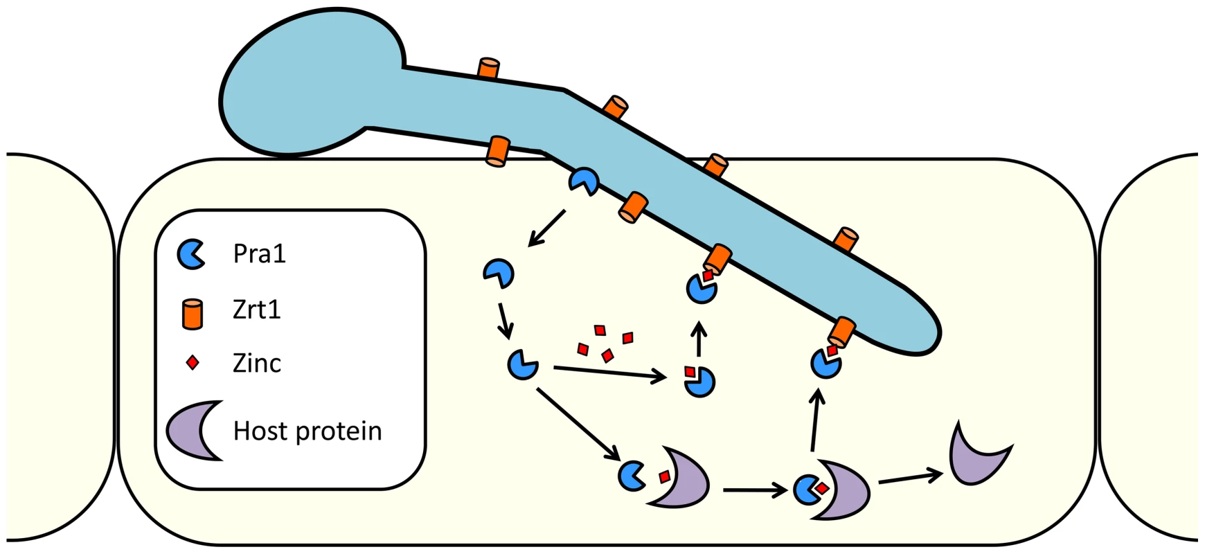 Model of <i>C. albicans</i> zinc scavenging from host cells.