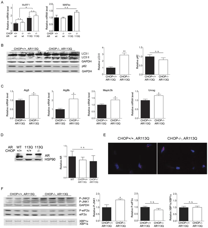 Autophagy is increased in AR113Q, CHOP −/− muscle.