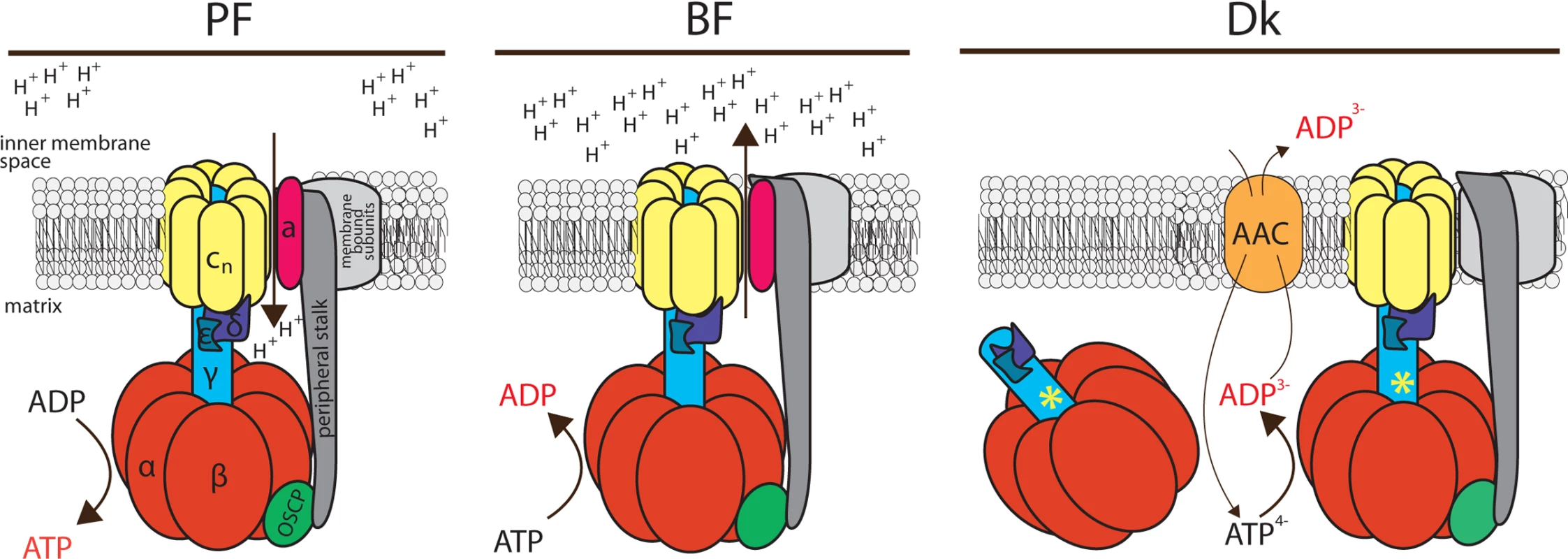 Schematic representation of the F<sub>o</sub>F<sub>1</sub>-ATP synthase/ATPase complex in trypanosome mitochondria.