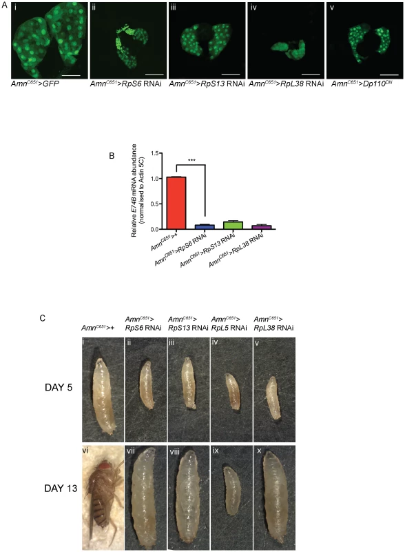 Reducing <i>Rps</i> by RNAi in the PG results in developmental delay and small prothoracic glands.