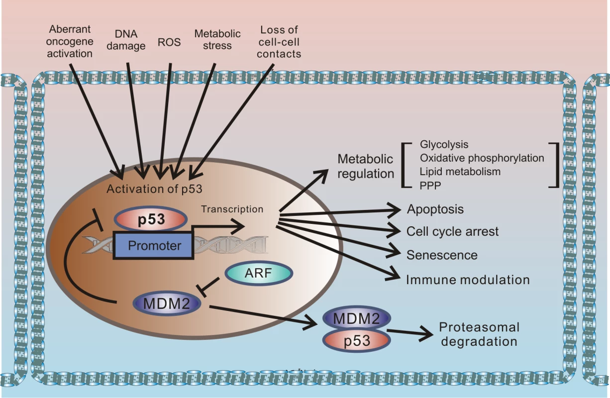 Outline of the regulation of cellular stresses by p53.