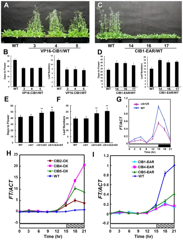 CIB proteins promote flowering redundantly by activating <i>FT</i> mRNA expression.