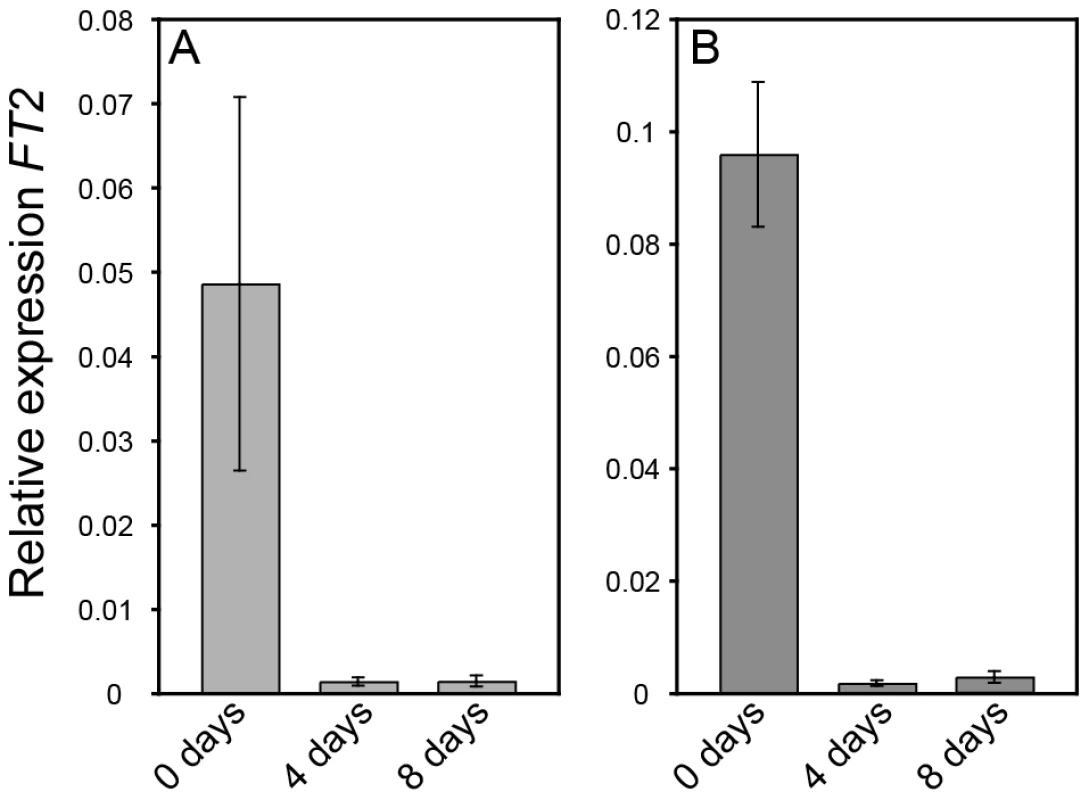 <i>FT2</i> expression is rapidly downregulated in wild type (T89) and <i>AIL1</i>oe after transfer to short days.