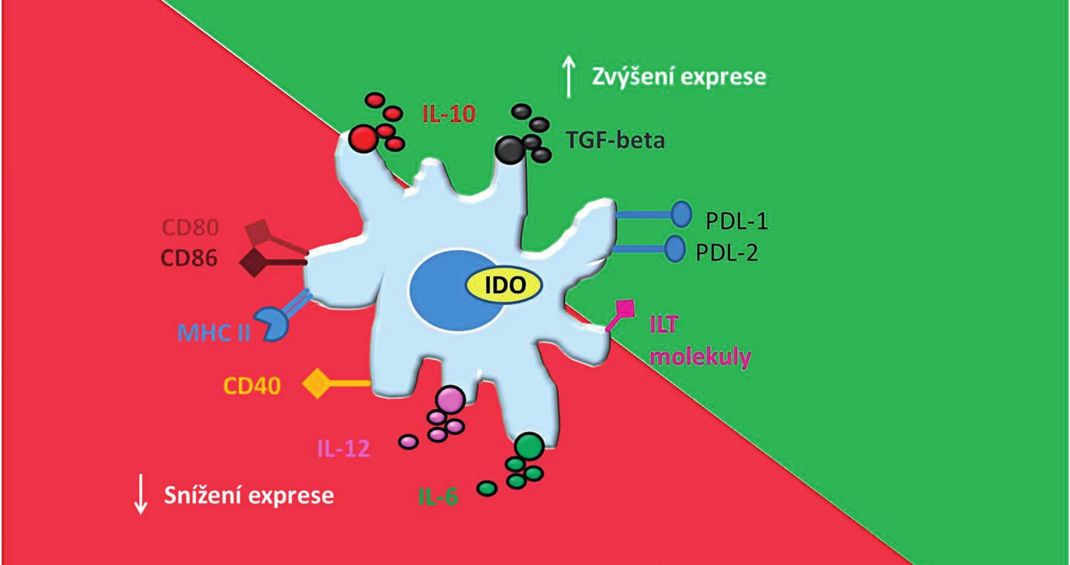 Základní charakteristika tolerogenních dendritických buněk.
Tolerogenní dendritické buňky mají nižší schopnost aktivovat efektorové T-lymfocyty díky snížené expresi &lt;i&gt;kostimulačních&lt;/i&gt; molekul (CD80, CD86, CD40) a MHC molekul. Naopak díky zvýšené expresi imunoregulačních molekul PDL-1,2 a ILT- molekul mají schopnost navodit &lt;i&gt;anergii&lt;/i&gt; či &lt;i&gt;klonální deleci&lt;/i&gt; T-lymfocytů. tDC mají dále příznivý protizánětlivý cytokinový profil, charakterizovaný nízkou nebo žádnou produkcí IL-12 a IL-6 a zvýšenou produkcí IL-10 a TGF-β. Dále exprimují imunoregulační enzym IDO, který dále přispívá k jejich tolerogennímu potenciálu.
CD – cluster of differentiation (diferenciační skupina); MHC – major histocompatibility complex (hlavní histokompatibilní komplex); PDL – programmed death-ligand (ligand programované buněčné smrti); ILT – Immunoglobulin-like transcript (transkript podobný imunoglobulinům); tDC – tolerogenní dendritické buňky; IL – interleukin; TGF-β – transforming growth factor β (transformující růstový faktor beta); IDO – indolamin 2,3–dioxygenáza 
Fig. 1. Basic characteristic of tolerogenic dendritic cells.
tDC have a limited ability to prime T cells and induce their anergy or clonal deletion because of down-regulation of co-stimulatory molecules (CD80, CD86, CD40) and MHC molecules and up-regulation of immunoregulatory molecules (PDL-1,2 and ILT molecules). tDC display appropriate anti-inflammatory cytokine profile, which is defined by a low or none production of IL-12 and IL-6 and high production of IL-10 and TGF-β. Moreover, expression of immunomodulatory enzyme IDO contributes to their tolerogenic potential.
CD – cluster of differentiation; MHC – major histocompatibility complex; PDL – programmed death-ligand; ILT – immunoglobulin- like transcript; tDC – tolerogenic dendritic cells; IL – interleukin; TGF-β – transforming growth factor β; IDO – indoleamine 2,3-dioxygenase