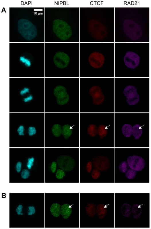 Chromatin association of NIPBL, cohesin and CTCF during exit from mitosis.