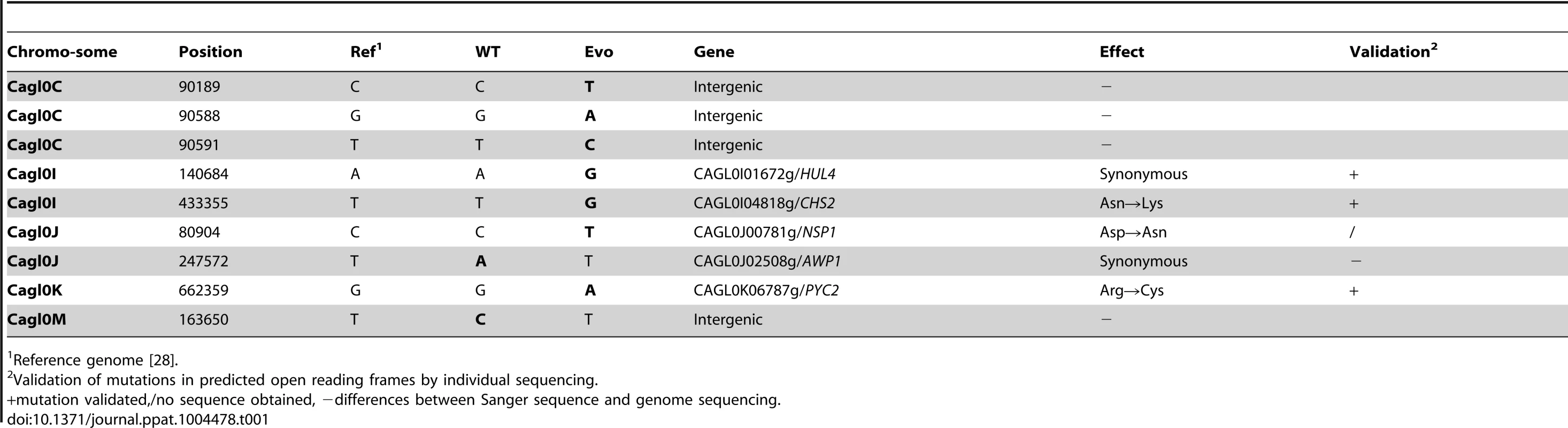 Single Nucleotide Polymorphisms distinguishing the wild type (WT) and the evolved strain (Evo).