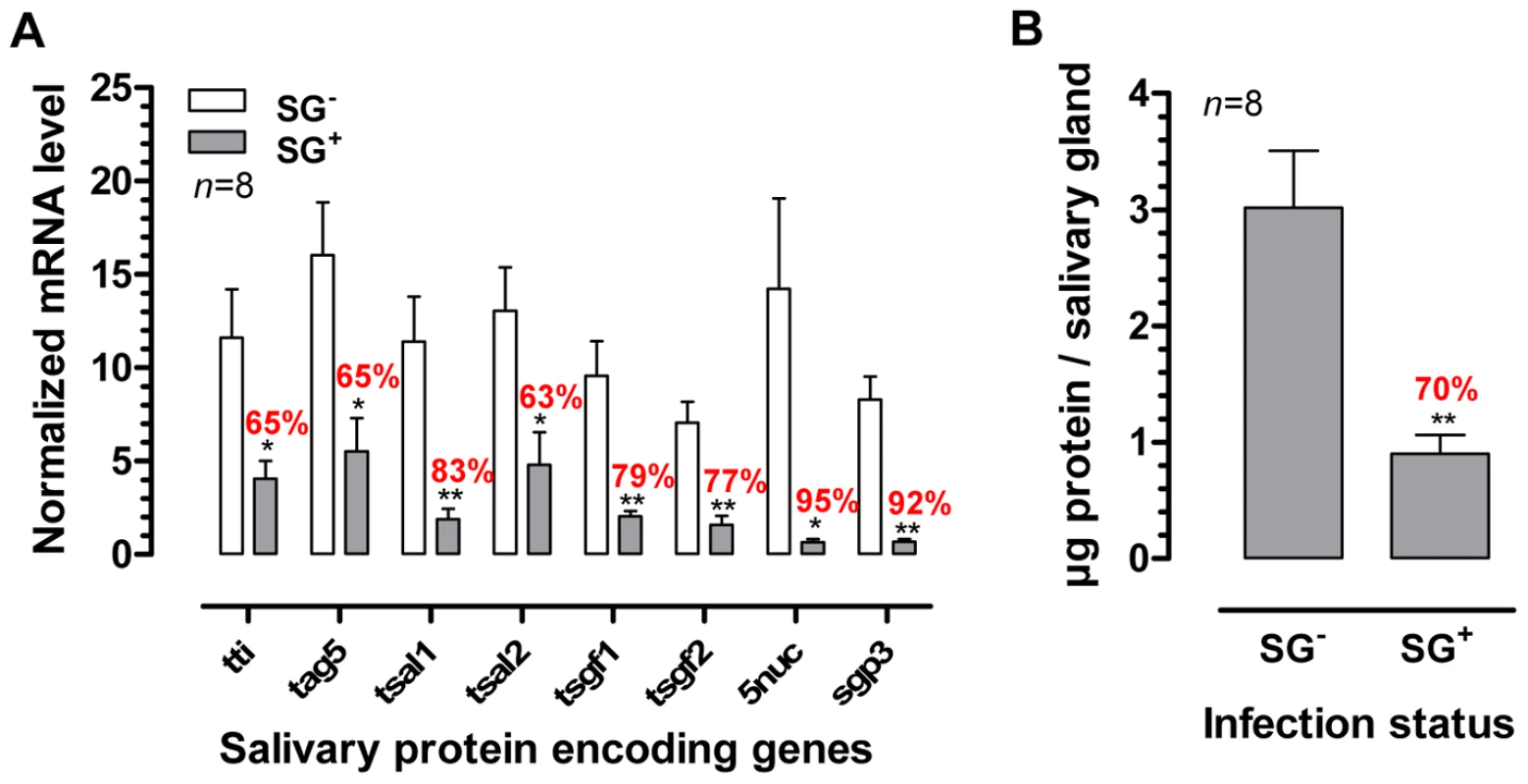 Effects of the <i>T. brucei</i> salivary gland infection on tsetse fly salivary protein expression.