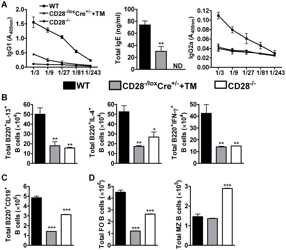 B cell development in the mediastinal lymph node is affected by CD28 deletion on CD4<sup>+</sup> T cells.
