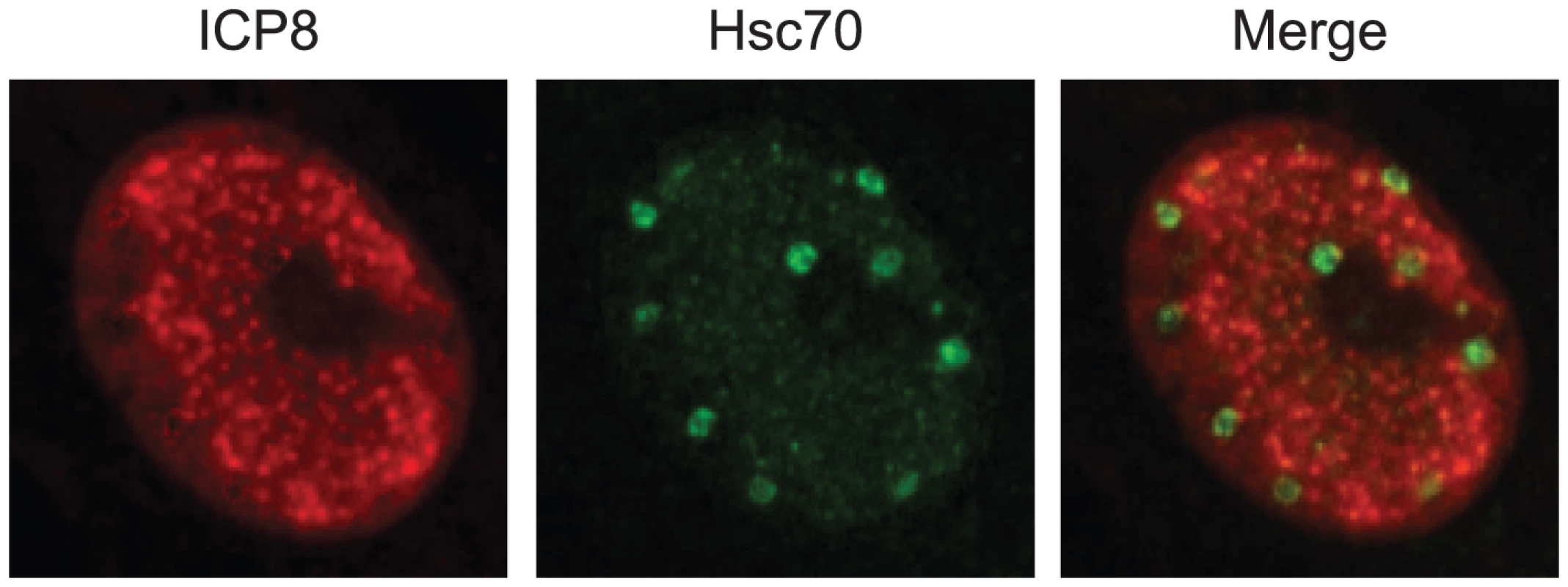 Hsc70 is detected in virus-induced chaperone-enriched (VICE) domains that form adjacent to replication compartments in HSV-1-infected cells.