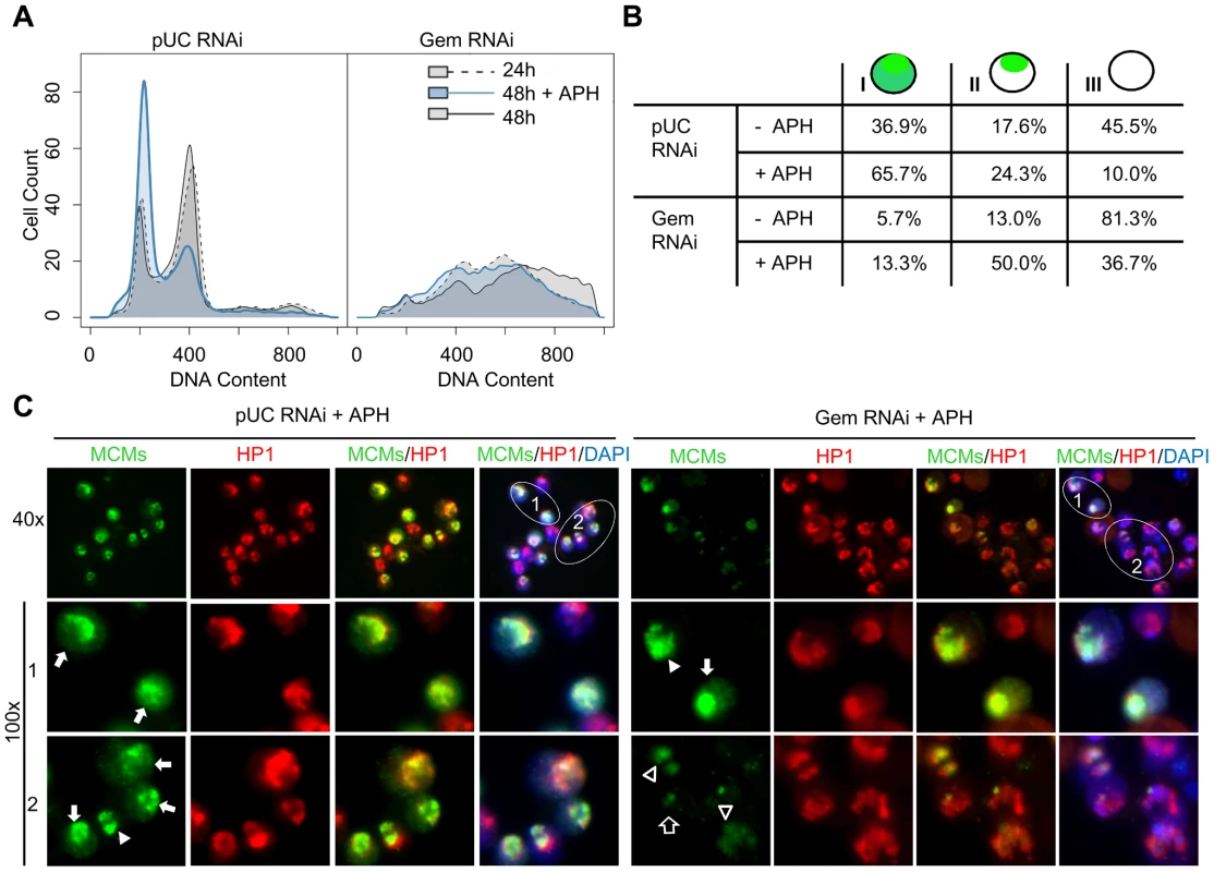 MCMs are preferentially loaded onto heterochromatin in the absence of geminin.