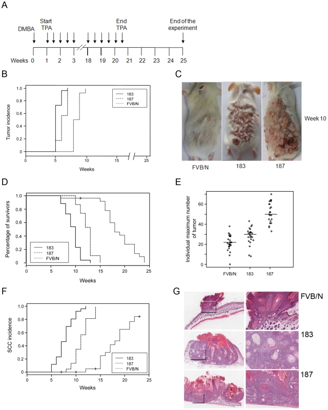 Tumour burden in wild-type and transgenic mice after DMBA/TPA treatment.