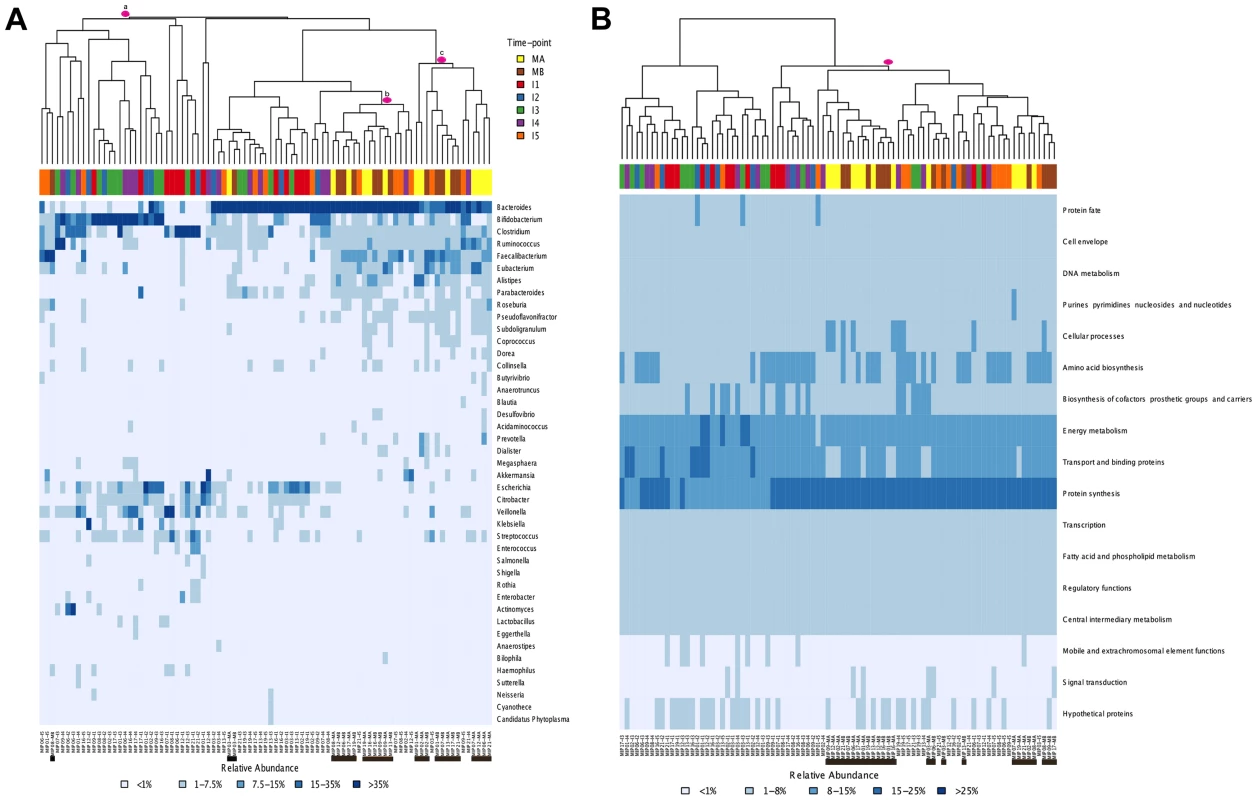 Heatmaps and clustering of individual gut microbiota samples for taxonomic (A) and functional composition (B).