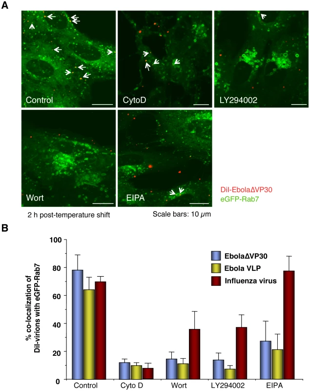 Effect of macropinocytosis inhibitors on the co-localization of DiI-labeled viral particles with Rab7-positive vesicles.